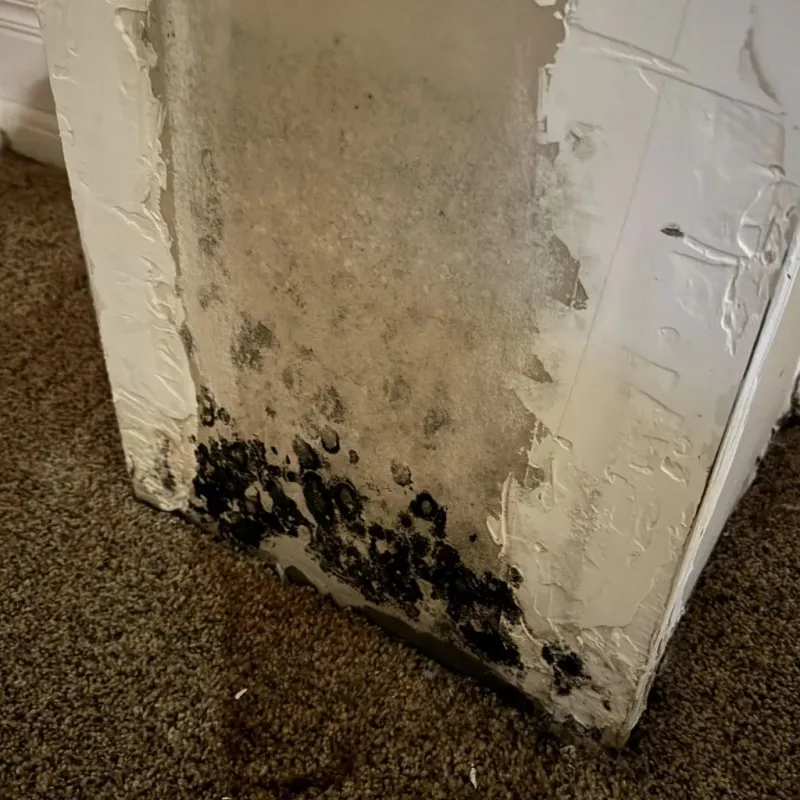 Professional Mold Removal in Palmer, TX